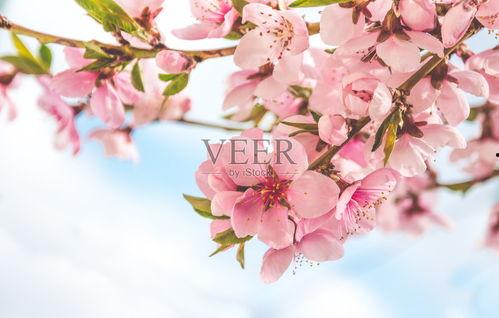 光遇最新桃花季节爆料,探寻神秘桃花源之旅  第2张