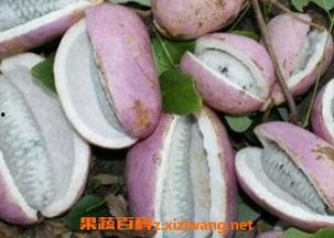 网红吃八月瓜,揭秘神秘果实的独特魅力