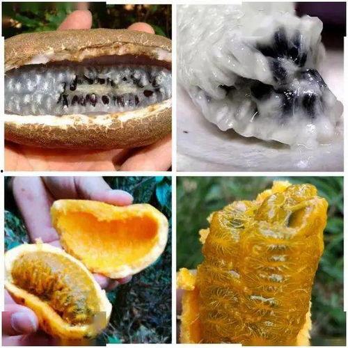 网红吃八月瓜,揭秘神秘果实的独特魅力  第3张