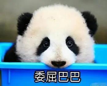 娱乐吃瓜酱大熊猫生气,萌态十足吃瓜酱娱乐  第2张
