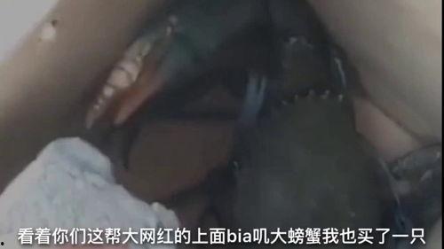 搞笑爆料网红视频合集大全,笑料百出！搞笑网红视频合集大盘点