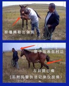 九天爆料语音骡子视频大全,语音骡子视频大全精彩集锦