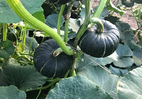 网红718吃瓜网,带你领略网络八卦的魅力  第2张