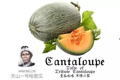 娱乐吃瓜配乐推荐,盘点热门配乐推荐  第2张