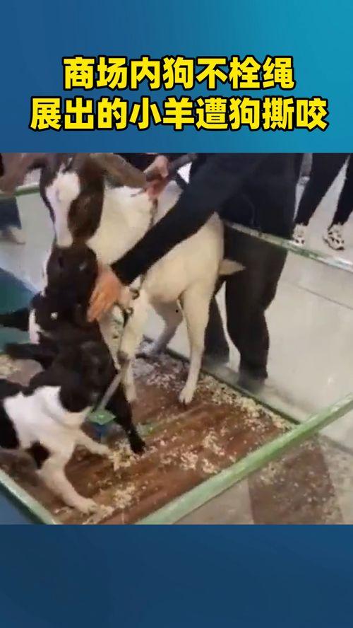 小羊被大哥爆料视频,大哥爆料视频揭露小羊惊人真相  第2张