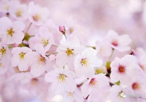 樱花爆料大神是谁呀视频,视频背后的神秘人物  第3张