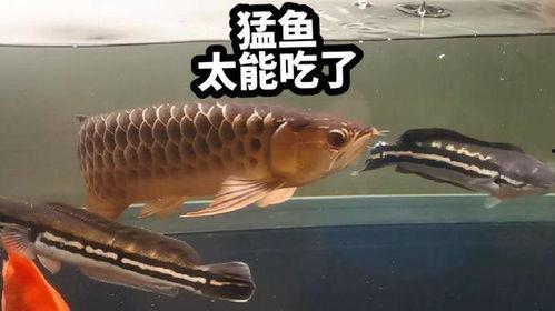 娱乐吃瓜酱养鱼  第2张