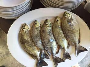 娱乐吃瓜酱养鱼  第3张