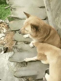 狗崽爆料视频大全下载,揭秘娱乐圈幕后真相