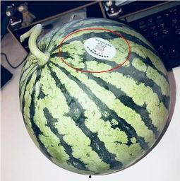 那曲网红吃瓜,揭秘背后真相与网络舆论风暴