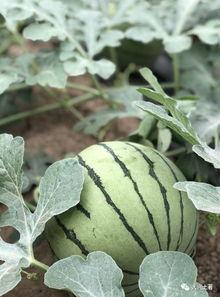 那曲网红吃瓜,揭秘背后真相与网络舆论风暴  第3张