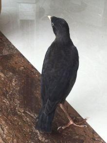 娱乐吃瓜小八哥是谁